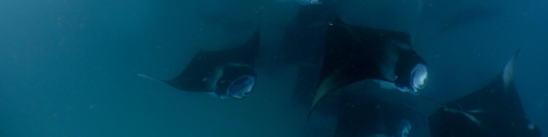 Źródło: Amila Maldives